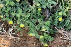 Grangea maderaspatana